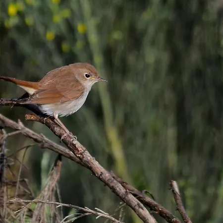 营地 Monte Do Azibo Glamping *